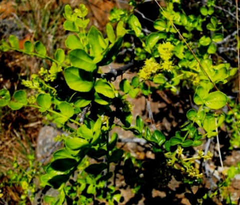 Zanthoxylum capense leaves