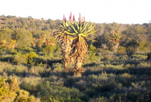 Aloe ferox standing in contrast