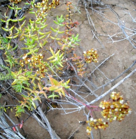 Crassula tetragona flowers in various stages