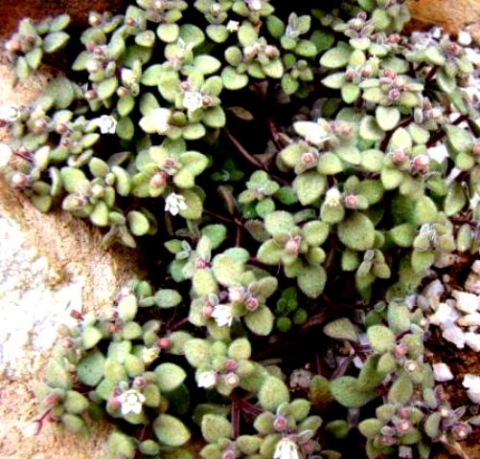 Crassula expansa subsp. fragilis flowering