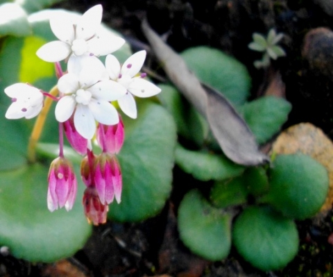 Crassula capensis flowers