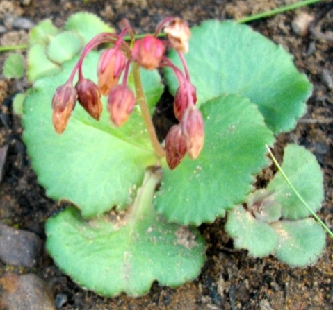 Crassula capensis after flowering