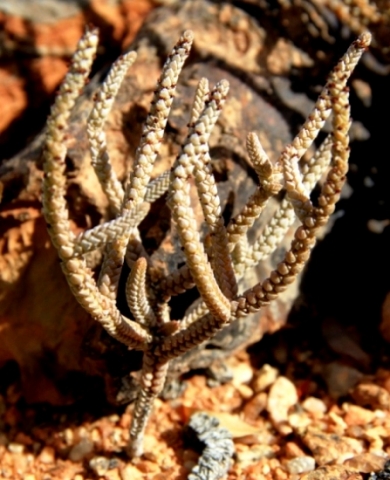 Crassula muscosa, a plant found throughout southern Africa