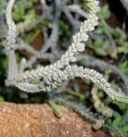 Crassula muscosa many branchlets
