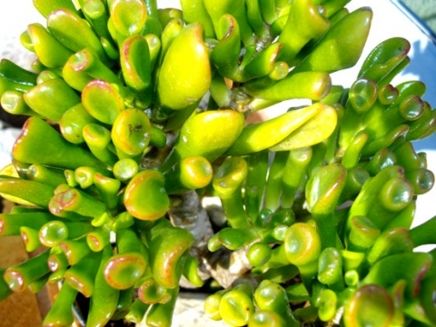 Crassula portulacea var. cristata, a window plant