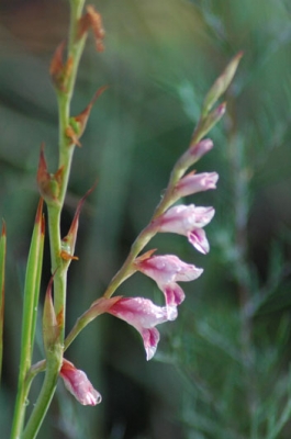 Gladiolus species of the Gauteng grassland