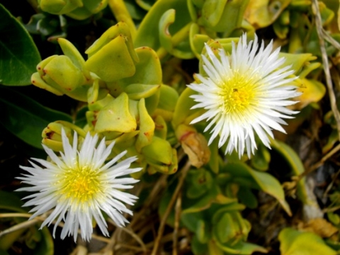 Prenia vanrensburgii flowers