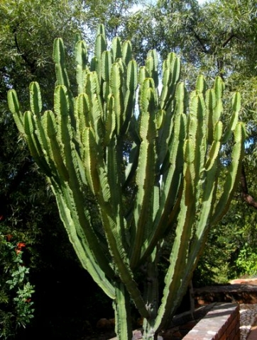 Euphorbia ingens, a young plant