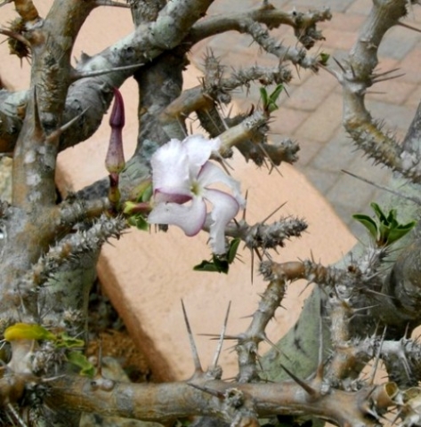 Pachypodium saundersii flower