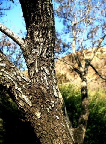 Peltophorum africanum trunk