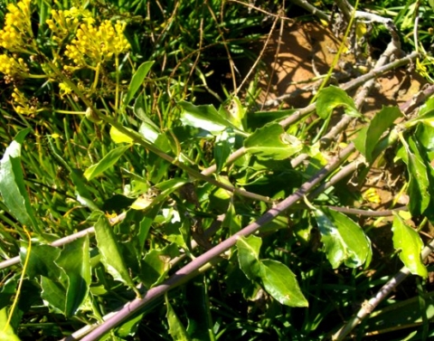 Senecio pleistocephalus leaves and stems