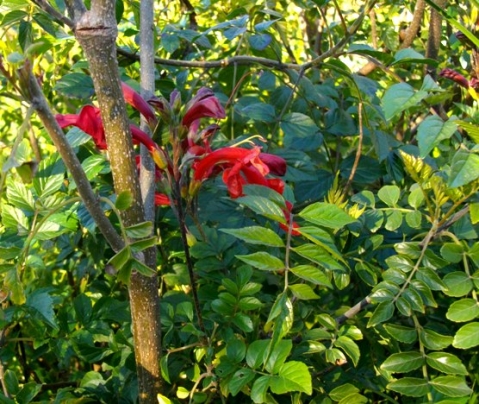 Tecomaria capensis stems