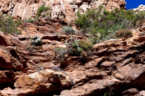 Aloe comptonii and other cliff-dwellers