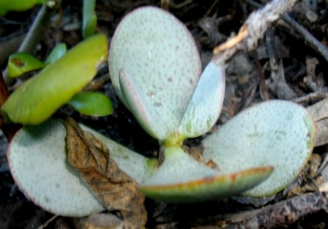 Crassula arborescens leaf close-up