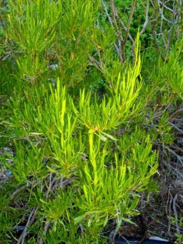 Dodonaea viscosa var. angustifolia narrow, erect leaves