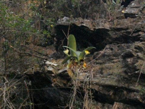 Haemanthus albiflos in a gulley