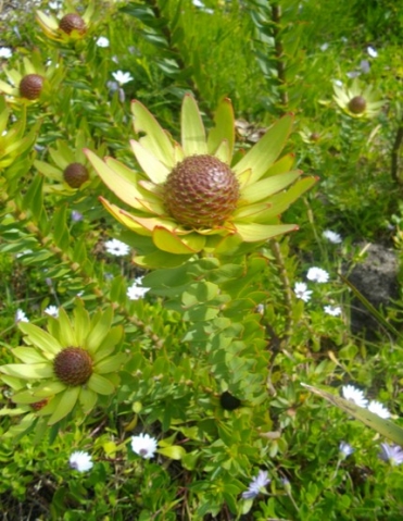 Leucadendron elimense