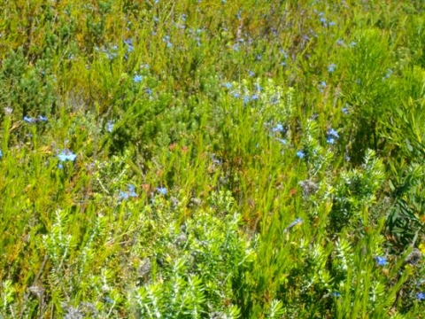 Lobelia pinifolia colony