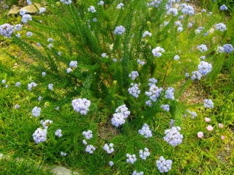 Selago aspera stem-tip flowering