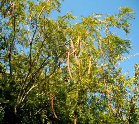 Cassia abbreviata subsp. beareana