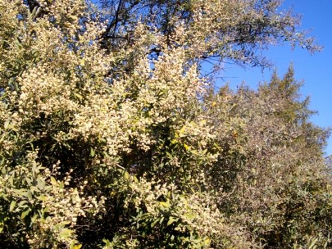 Tarchonanthus camphoratus in bloom