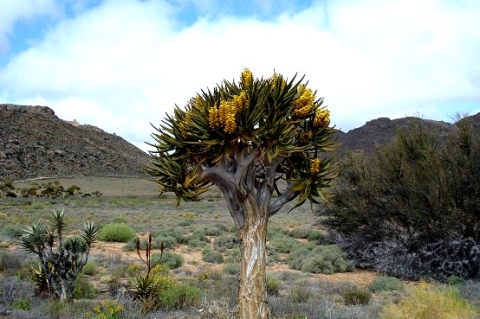 Aloidendron dichotomum in the land of succulents