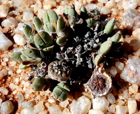 Cheiridopsis namaquensis in quartzite gravel
