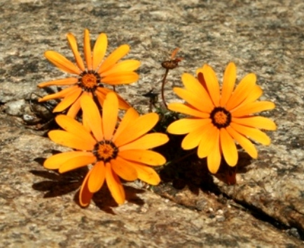 Namaqualand daisy close-up