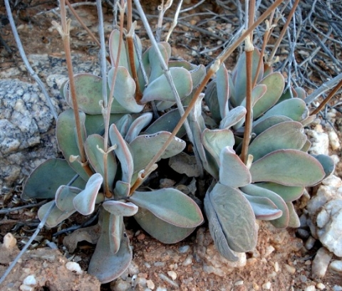 Crassula cotyledonis in greyness
