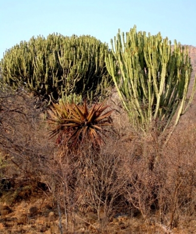 Euphorbia ingens in habitat