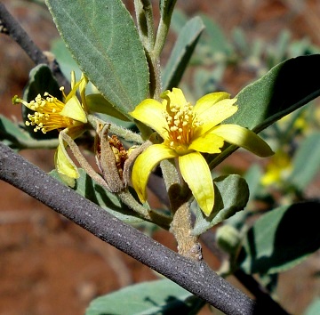 Grewia flava flower