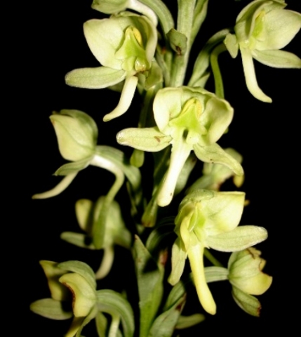 Habenaria epipactidea flowers