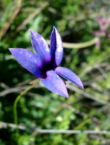 Monopsis unidentata subsp. unidentata
