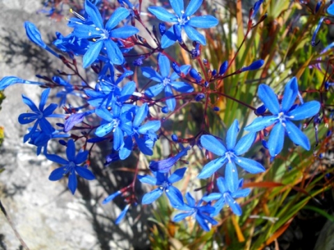 Nivenia stokoei flower cluster