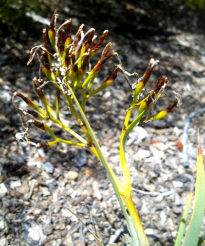 Nivenia stokoei after flowering