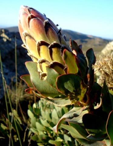 Protea eximia bud