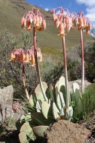 Cotyledon orbiculata var. oblonga