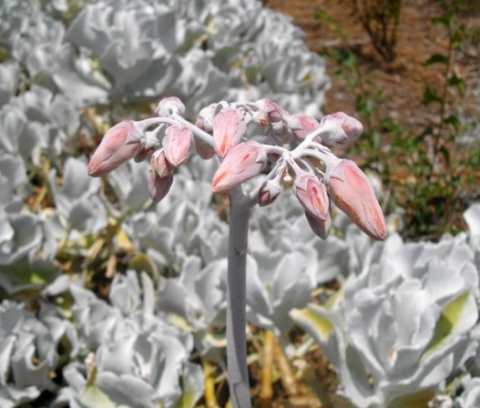 Cotyledon orbiculata var. orbiculata buds