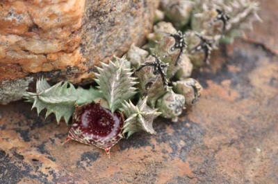 Huernia transvaalensis in the Rhenosterspruit Conservancy