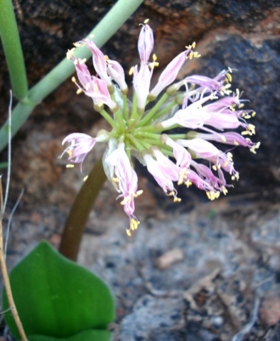 Haemanthus humilis old flowers