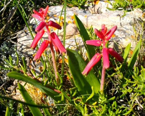 Lachenalia bulbifera in flower