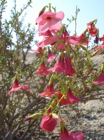 Hermannia stricta flowers