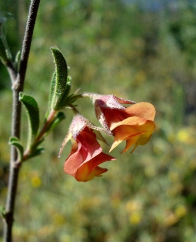 Hermannia flammula