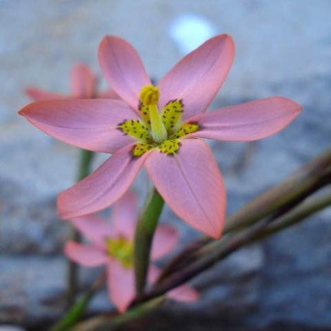 Moraea miniata flower