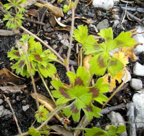 Pelargonium alchemilloides leaves