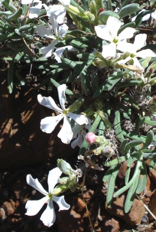 Pachypodium succulentum flowering white