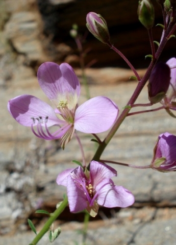 Cleome oxyphylla var. oxyphylla flowers