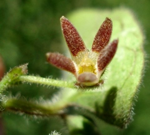 Anisotoma pedunculata flower
