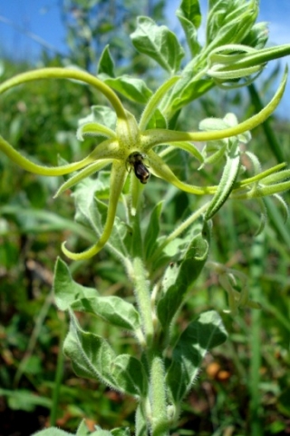 Brachystelma macropetalum flowering