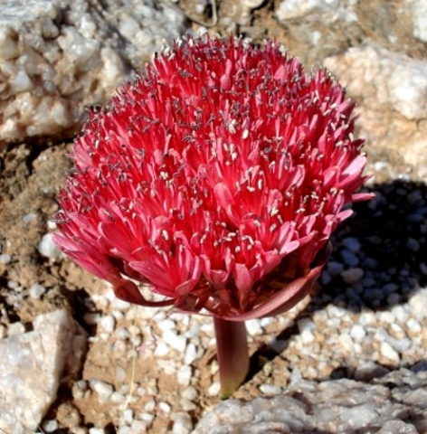 Brunsvigia pulchra, numerous florets